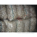 High Quality New Crop Normal White Garlic